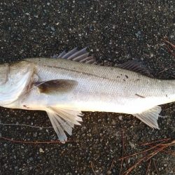 青物狙いでシーバス