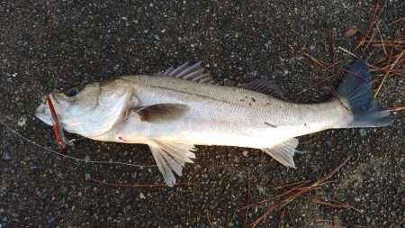 青物狙いでシーバス