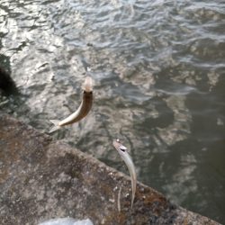 2023/04/08 大阪市内河川 稚鮎釣り