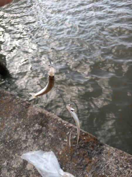 2023/04/08 大阪市内河川 稚鮎釣り