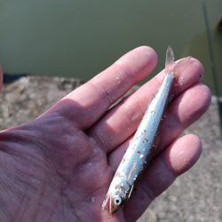 2023/04/09 大阪市内河川 稚鮎釣り