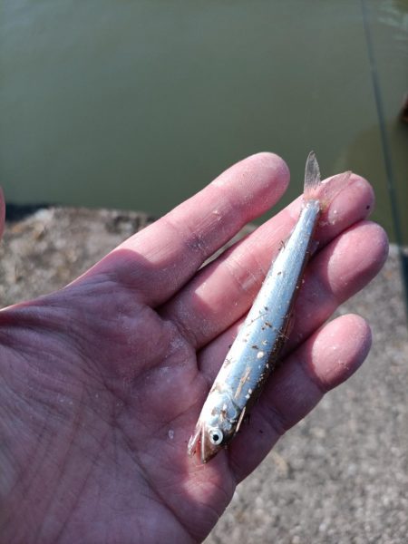 2023/04/09 大阪市内河川 稚鮎釣り