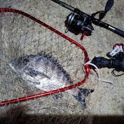 2023/04/09 南港ライトゲーム釣行