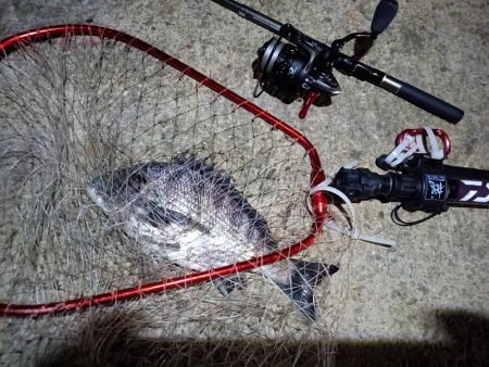 2023/04/09 南港ライトゲーム釣行