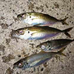 春アジとらえれず