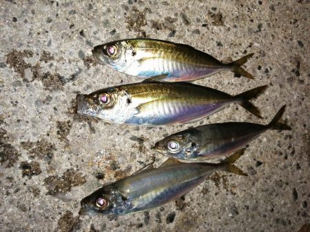 春アジとらえれず