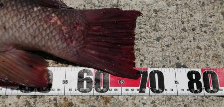 到着後１投目でドカーン