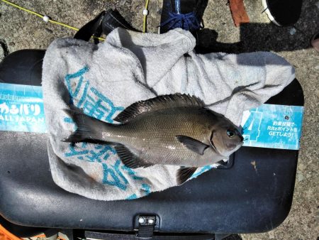 フカセ‥最高ですネ・・