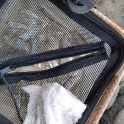 2023/04/13 大阪市内河川 稚鮎釣り