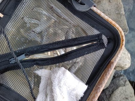 2023/04/13 大阪市内河川 稚鮎釣り