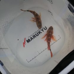 ちびガシラ連発