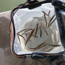 2023/04/17 大阪市内河川 稚鮎釣り