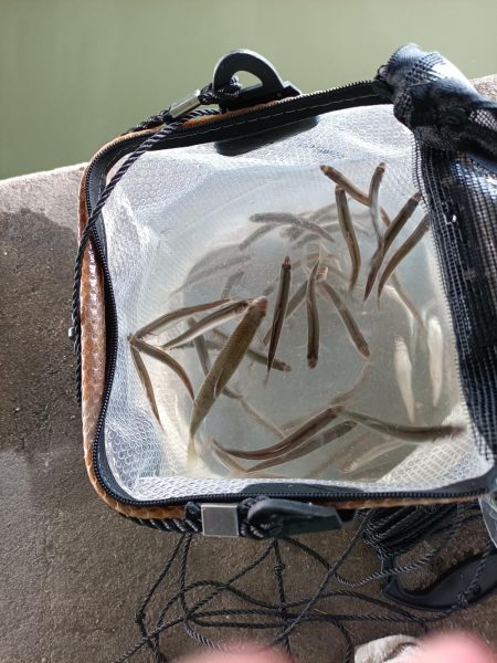 2023/04/17 大阪市内河川 稚鮎釣り