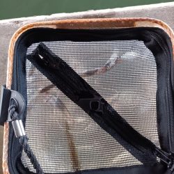 2023/04/20 大阪市内河川 稚鮎釣り