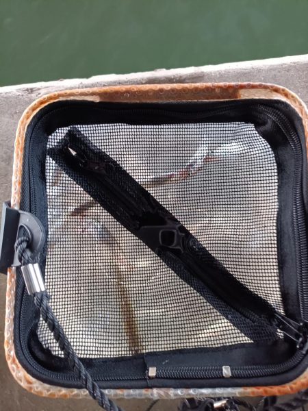 2023/04/20 大阪市内河川 稚鮎釣り