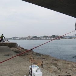 キスの活性が上がりません