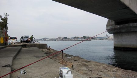 キスの活性が上がりません