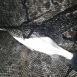 セイゴだらけ…