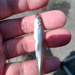 2023/04/22 大阪市内河川 稚鮎釣り