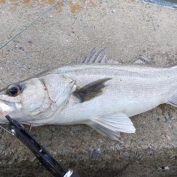 メバルを狙いましたが…