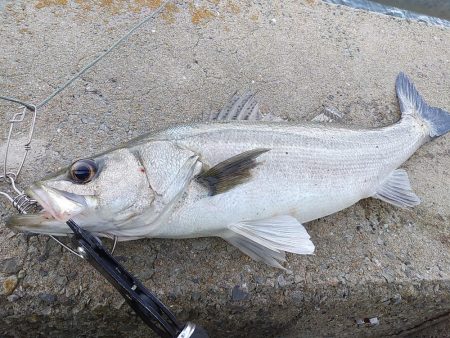 メバルを狙いましたが…