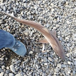 ヒラメバラシからのデカアタリの正体は…