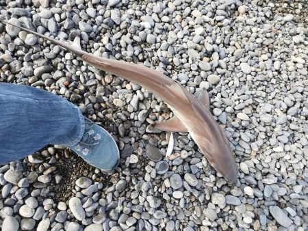 ヒラメバラシからのデカアタリの正体は…