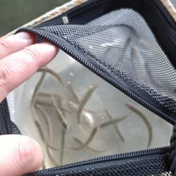 2023/04/23 大阪市内河川 稚鮎釣り