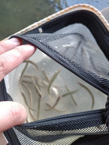 2023/04/23 大阪市内河川 稚鮎釣り