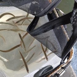 2023/04/24 大阪市内河川 稚鮎釣り