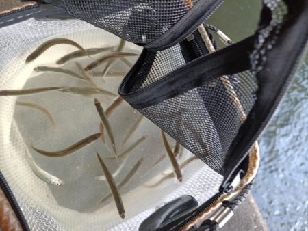 2023/04/24 大阪市内河川 稚鮎釣り