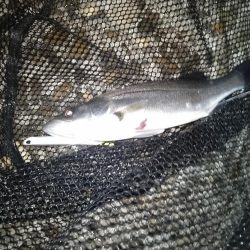 日によってサイズはバラバラ…