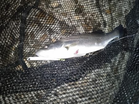 日によってサイズはバラバラ…