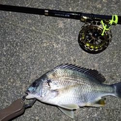 2023/04/24 舞洲ヘチ釣り釣行 遠征