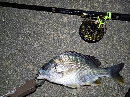 2023/04/24 舞洲ヘチ釣り釣行 遠征