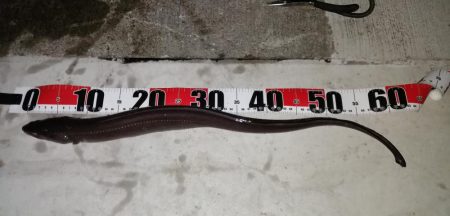 スーパーのイワシでぶっこみ釣り