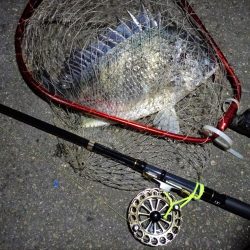 2023/04/27 南港ヘチ釣り釣行