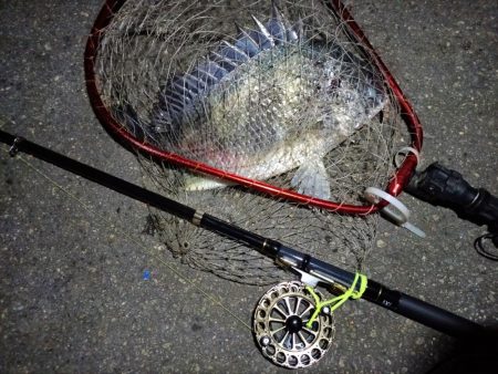 2023/04/27 南港ヘチ釣り釣行