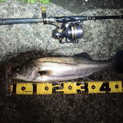 やっぱり時合いは短い…