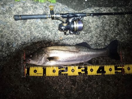 やっぱり時合いは短い…