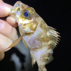 あの手この手で