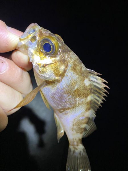 あの手この手で