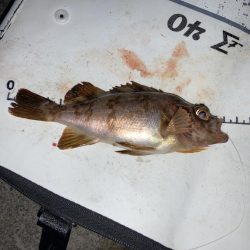 小春日和で紀州釣り