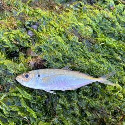 朝マヅメあじん