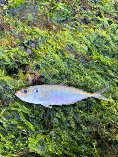 朝マヅメあじん