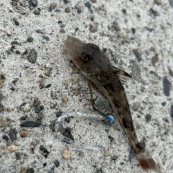 ランガンアジング