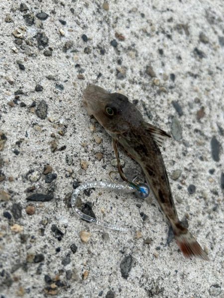 ランガンアジング