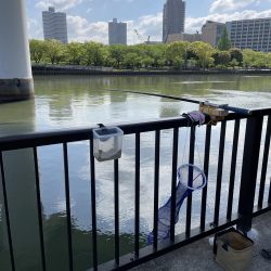 ★★今日は、370匹でした。★★