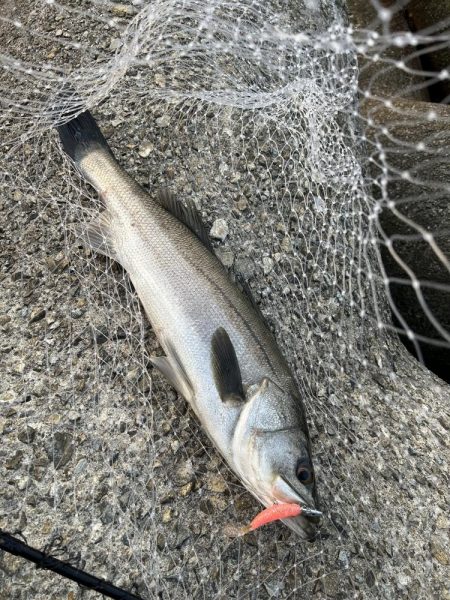 青物ダメでもシーバス