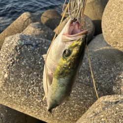 今日も時合い短し